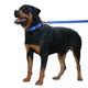 Поводок для собак капрон со светоотражением синий 16мм/152см BronzeDog Active - изображение 3