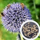 Мордовник насіння 50 грамів (прибл. 2500 шт) (Echinops sphaerocephalus) головатень шароголовий крутай круглоголовий медонос сухоцвіт - зображення 1
