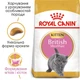 Сухий корм для кошенят Royal Canin Kitten British Shorthair 2 кг - изображение 2