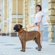Поводок для собак Evolutor 210 см 25 мм оранжевый (42124) - изображение 7