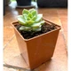 Суккулент Эхеверия Лола (Echeveria Lola), контейнер 7*7*8 см (s032s) - изображение 1