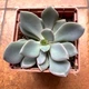 Суккулент Граптоверия Дебби (Graptoveria Debbie), контейнер 7*7*8 см (s031s) - изображение 3