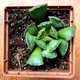Суккулент Адромисхус гребенчатый (Adromischus cristatus), контейнер 7*7*8 см (s028s) - изображение 3
