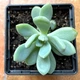 Сукулент Пачеверiя Клавата (Pachyveria Clavata), контейнер 7*7*8 см (s034s) - зображення 3