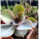 Сукулент Ехеверія Перлина Нюрнберга (Echeveria Perle von Nurnberg), контейнер 7*7*8 см (s033s) - зображення 3