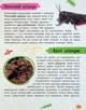 Мініенциклопедія. Комахи та павуки - изображение 4