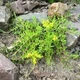Саджанцы Седум лозовидный - изображение 1