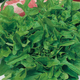 Насіння Салат Каталонія, листовий, 1 г (GL Seeds) - зображення 2
