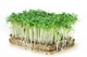 Насіння Крес-салат Пікантний 1 г (GL Seeds) - зображення 4