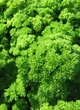 Семена Петрушка Парамоунт, кучерявая, 2 г (Семена Украины) - изображение 4