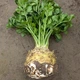 Семена Сельдерей Президент, корневой, 0,5 г (GL Seeds) - изображение 3