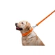 Кожаный поводок для собак WAUDOG Glamour Ш 25 мм Д 122 см Orange (33764) - изображение 5