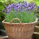 Насіння Лаванда Кримська, 0,1 г (GL Seeds) - зображення 4