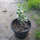 Саженцы Бересклета Форчуна Эмеральд Гаети (Euonymus fortunei Emerald Gaiety) - изображение 1