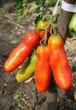 Семена Томат Эрос GL Seeds 0.1 г - изображение 2