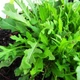 Семена Салат Руккола Деликатесная Gl Seeds 10 г - зображення 2