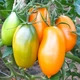Семена томат Кенигсберг золотой GL Seeds 0.1 г - изображение 2