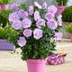 Саженцы Яскрава Гибискус махровый Lavender Chiffon (контейнер 1.0 л) (54145) - изображение 3