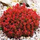 Саженцы Яскрава Барбарис Red Jewel контейнер 0.5 л (41116) - изображение 1