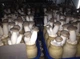Мицелий Вешенки королевской, Pleurotus eryngii 100 г - изображение 2