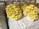 Мицелий Вешенки лимонно-жёлтой, Pleurotus citrinopileatus 100 г - изображение 8