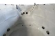 SPA бассейн для плавания Superior Spas Swim Spa Zelus (Англия), 570×225×150 см - изображение 11