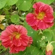 Семена Настурція Імператриця, великоквіткова, 1 г (GL Seeds) - зображення 3