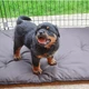 Загон для щенков Ferplast Dog Training 80х80х62 см (73300025) - изображение 5