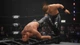 Ключ активации AEW: Fight Forever для Xbox One/Series S/X - изображение 9