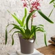 Умный вазон Lechuza Orchidea 20 Белый (13960) - изображение 6