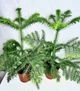 Араукария Araucaria комнатная ель, 35 - 45см, объём горшка 0,5л (RG014) - изображение 4