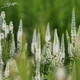 Вероніка довголиста 'White'. Контейнер 0,5л - зображення 2