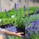 Котовник Фассена 'Hill Grounds'. Контейнер 0,5 л - изображение 2