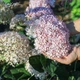 Гортензія деревовидна 'Magical Pinkerbell'®. Контейнер 3 л - зображення 1