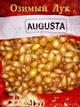 Лук севок озимый Августа (Augusta) Голландия 1 кг - изображение 2