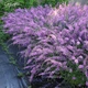 Дербенник прутовидный&nbsp;'Dropmore Purple'. Контейнер 3 л - изображение 2