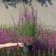 Дербенник прутовидный&nbsp;'Dropmore Purple'. Контейнер 3 л - изображение 3