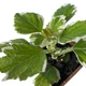 Суккулент Плектрантус колеусовидный вариегатный (Plectranthus Сoleoides variegata), контейнер 7*7*8 см (s037s) - изображение 2