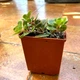 Суккулент Седум Макино (Sedum makinoi) (s041s) - изображение 1