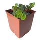 Суккулент Седум Макино (Sedum makinoi) (s041s) - изображение 2