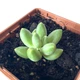 Суккулент Пахіфітум компактум (Pachyphytum Compactum), контейнер 7*7*8 см (s044s) - зображення 4