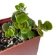 Суккулент Седум Макино (Sedum makinoi) (s041s) - изображение 3