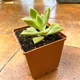 Суккулент Граптоверия Кальва (Graptoveria Calva), контейнер 7*7*8 см (s042s) - изображение 1