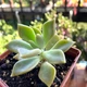 Суккулент Граптоверия Кальва (Graptoveria Calva), контейнер 7*7*8 см (s042s) - изображение 3