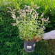 М'ята довголиста 'Buddleia'. Контейнер 2л - зображення 2