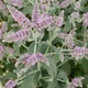 М'ята довголиста 'Buddleia'. Контейнер 2л - зображення 3