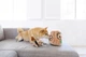 Інтерактивна іграшка для собак Outward Hound Hide-A-Squirrel, велика, коричнева, 18×20 см - зображення 5