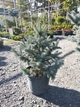 Ель Super Blue Seedling H0.5м - изображение 3