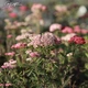 Тысячелистник гибридный Tutti Frutti 'Apricot Delight ®'. Контейнер 3 л - изображение 4