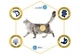 Сухой Корм ​​Advance Cat Salmon Sensitive для кошек с чувствительным пищеварением с лососем 1,5 кг (8410650152004) Арт.922072 - изображение 3